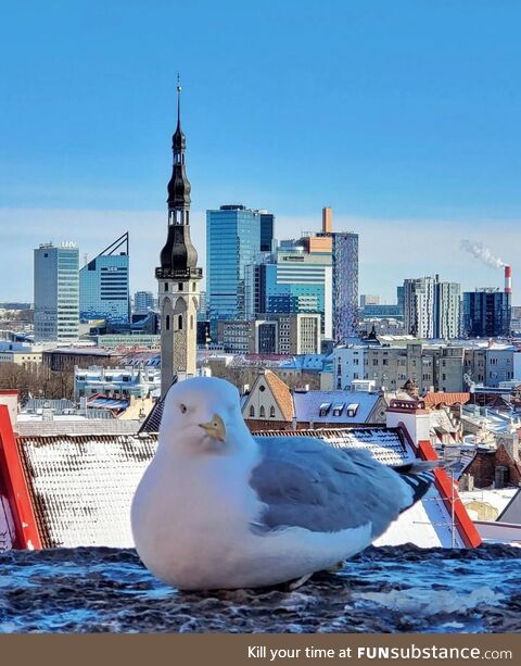 Old Town Tallinn, Estonia and its modern skyline