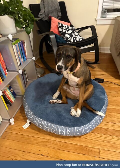 The way our dog sits is quite unique