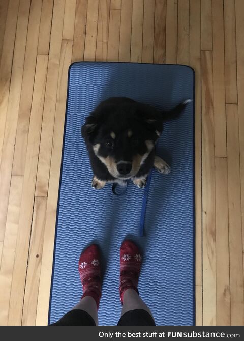 Yoga buddy is confused by yoga