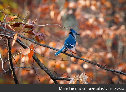 Blue jay