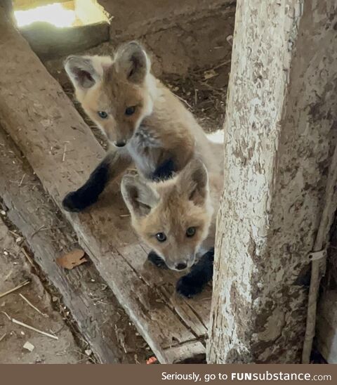 Curious fox kits living in our old barn