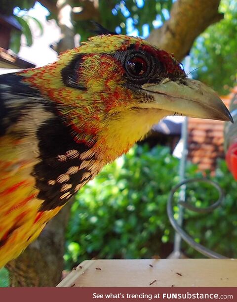 A Crested Barbet in the South African Republic (OC)