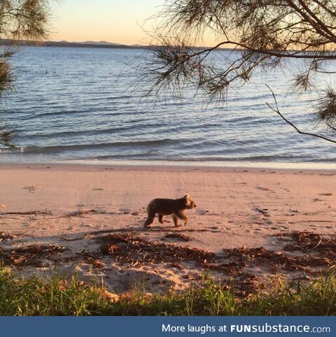 A Koala taking a stroll on the beach (Salamander Bay, Australia)