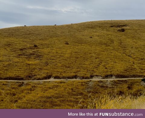 Golden Hills in Blenheim, New Zealand