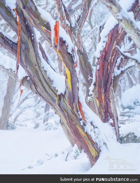 Australian snow gum, Baw Baw National park VIC Australia [OC]