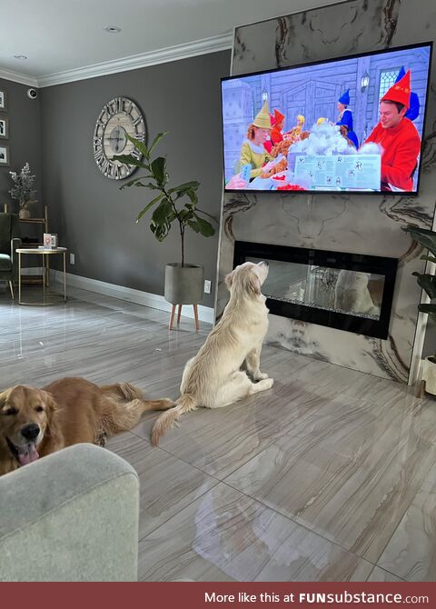 There are two types of Goldens (OC)