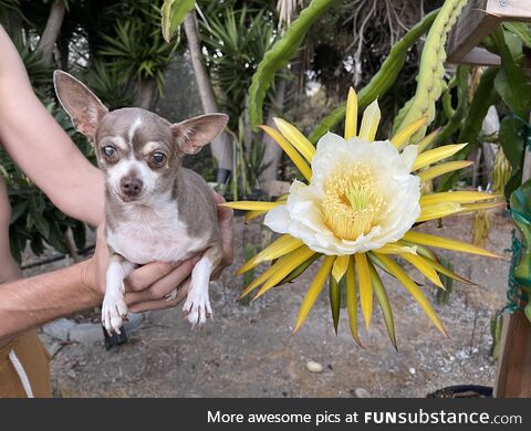 [OC] a dragonfruit flower with a chihuahua for size