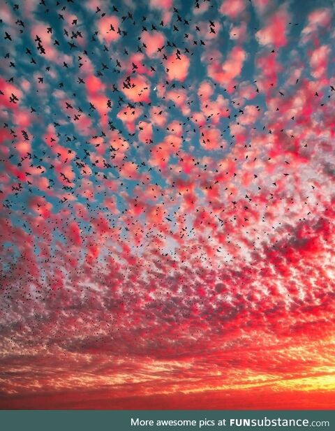 Birds in the sky
