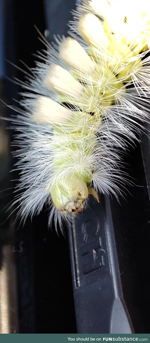 Fuzzy caterpillar