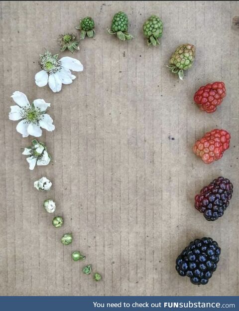 The lifecycle