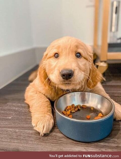 Cute puppy having breakfast ????