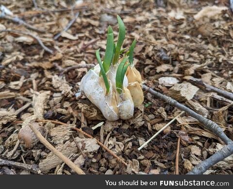 [OC] Yeeted some extra garlic in the backyard a while ago. Went outside today and found