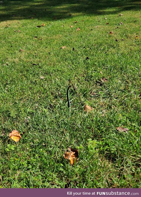 Snake poking it's head out of its hole