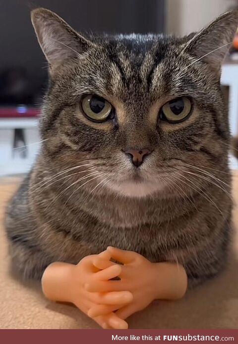 Feline dooneese