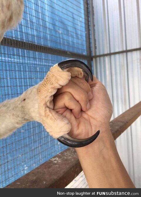 Eagle claw next to human hand