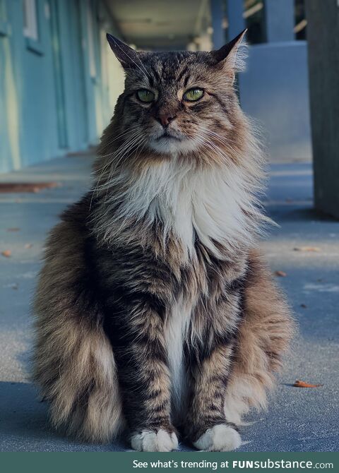 This neighborhood cat