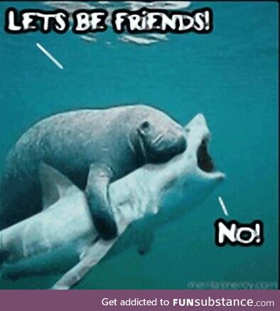It's Not Easy Being a Manatee