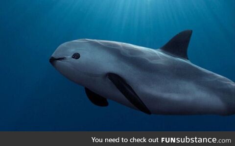 This is a vaquita. Vaquitas are the world's rarest marine animals, with only ten left in