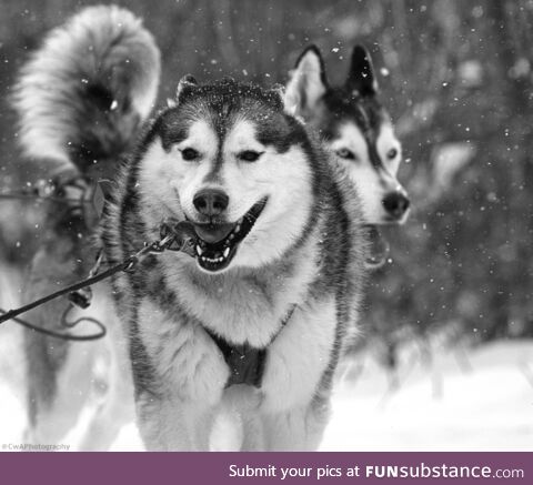 Sled dogging