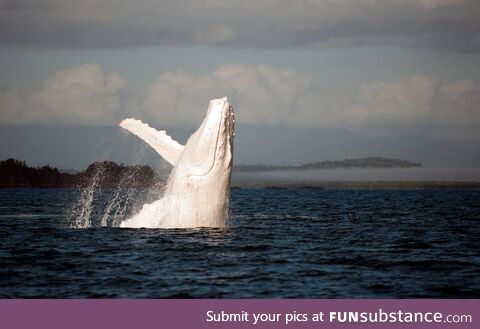 Migaloo, the white humpback whale