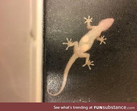 Preggy gecko on bathroom window