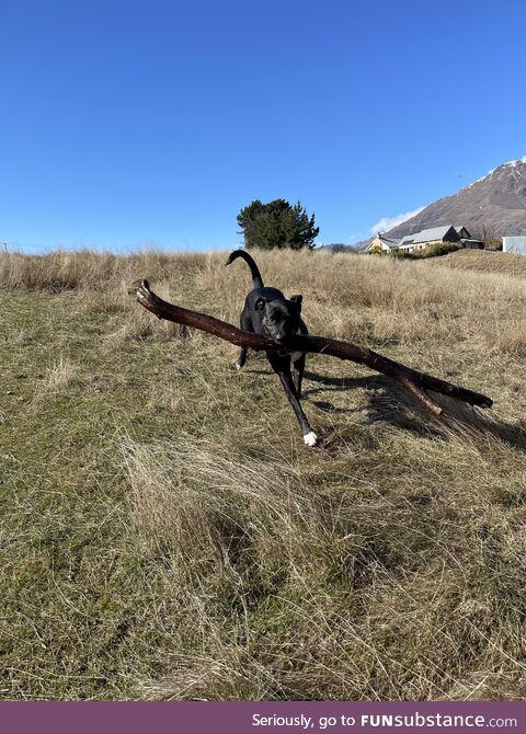 Big boy, big stick