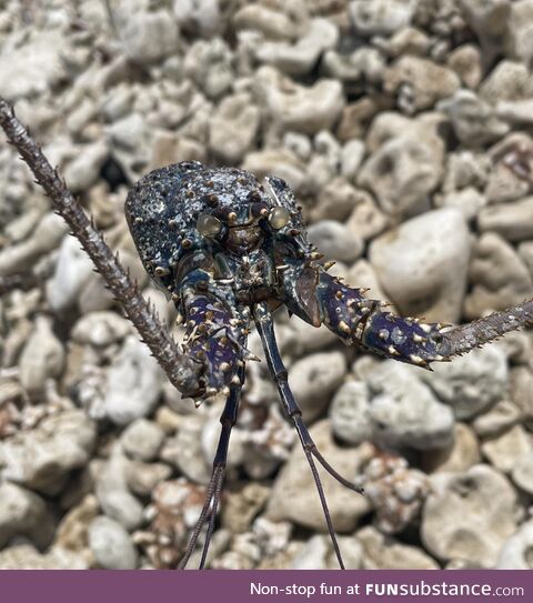 1 in a 1,000,000 Blue/Purple Lobster Head found in Hawaii