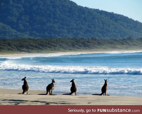 Some kangaroos thinking about going for a surf