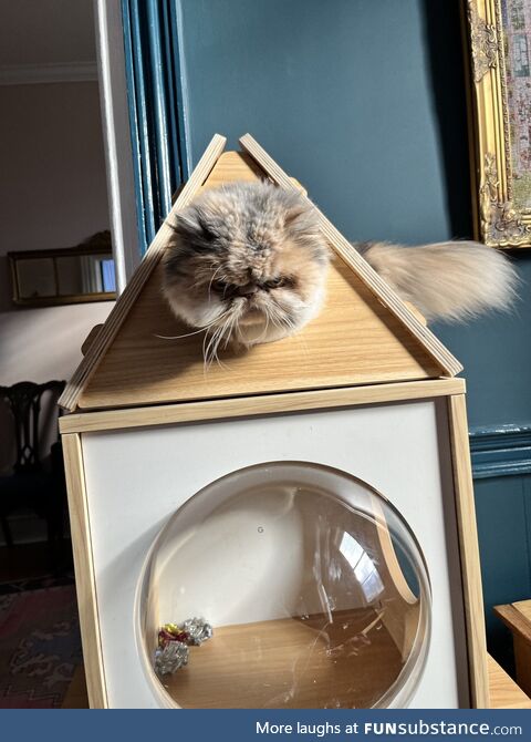 This is Pearl, she got her head stuck and does not appreciate the laughter