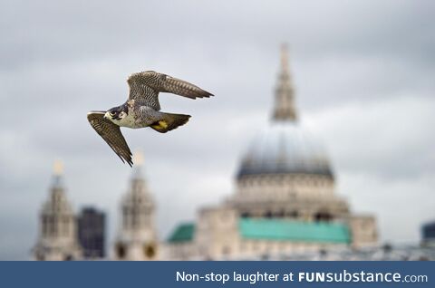 A Peregrine Falcon looking majestic