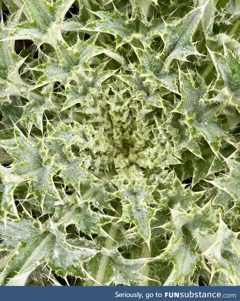 Trippy thistle