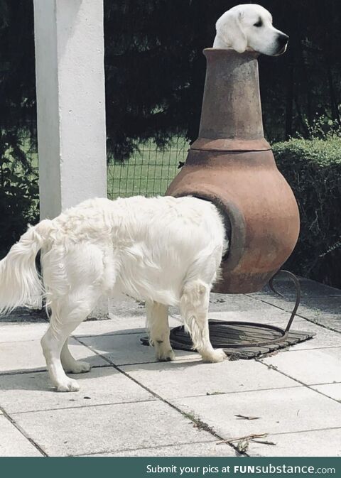 Doggo-scope