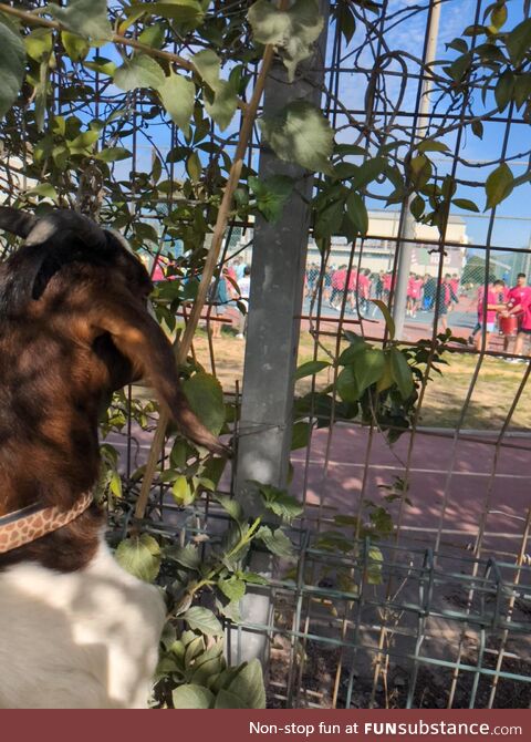 A goat watching a soccer game