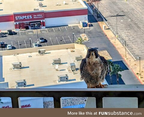 This Falcon living at the top floor of a building