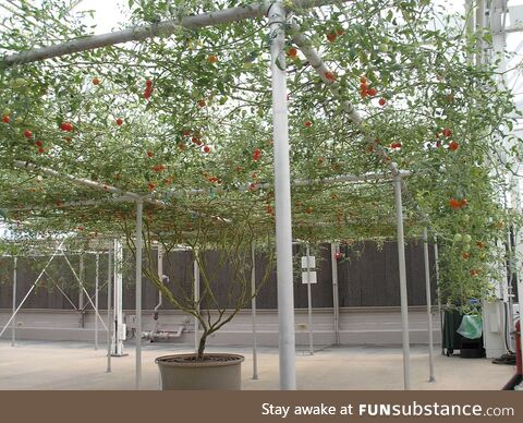 This is one single tomato plant