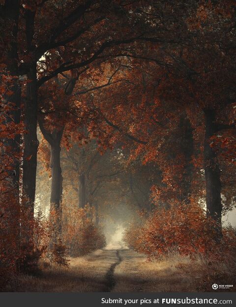 Mysterious autumn path, the Netherlands [1080x1337] [OC]