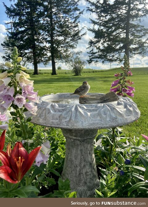 [OC] Had a little visitor today