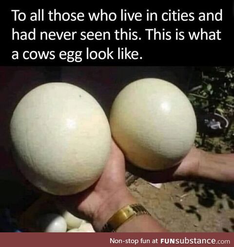And chickens have milk