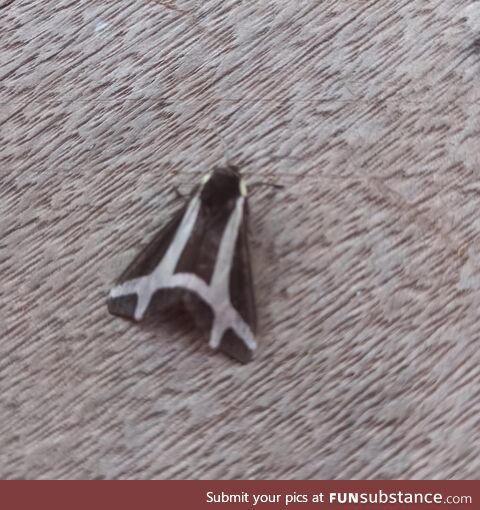 Butterfly  special design