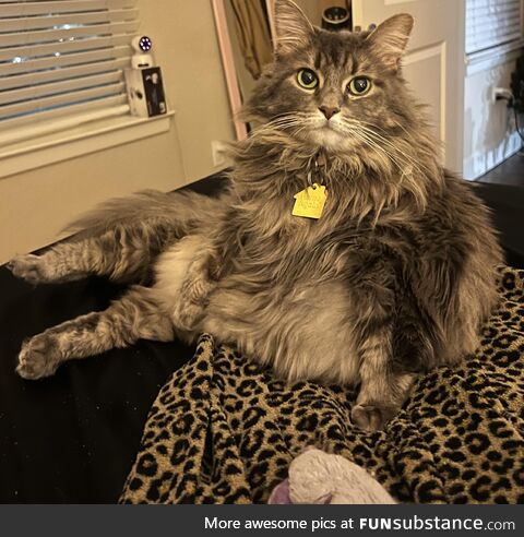 A 16 pound ball of Fluff. Happy Friday from Mittens