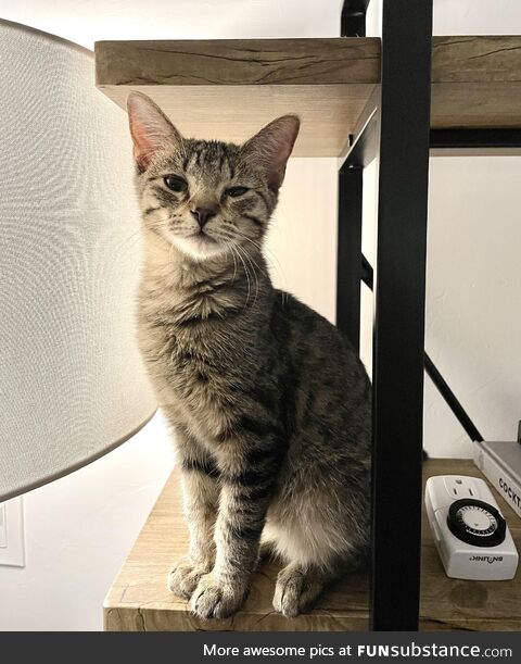Smugly sitting in inappropriate places