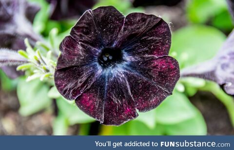 Found a Galaxy in a flower