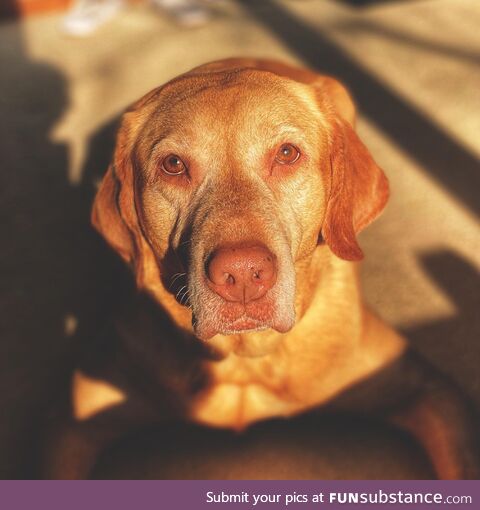 Doggo