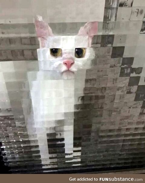 Cat behind glass