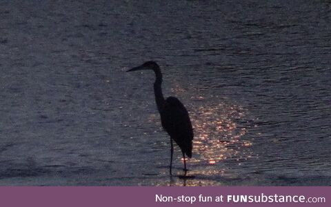 Hillbilly flamingo