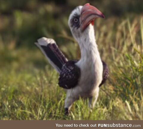 The only good part of the live-action Lion King remake (John Oliver, of course)