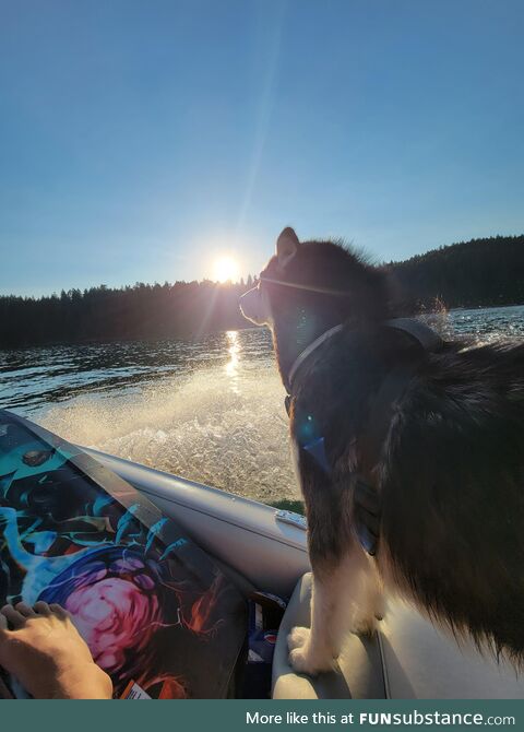 Husky on the lake