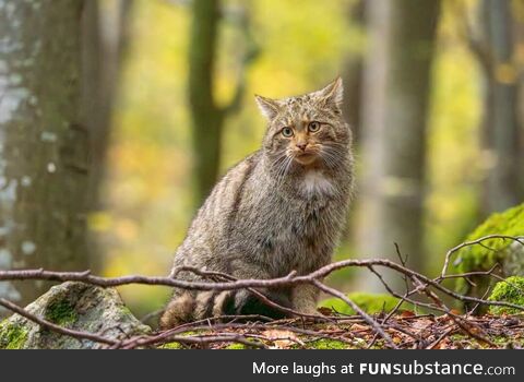 European wildcat in Transylvania