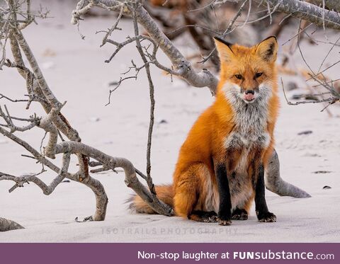 Ever been stalked by a fox? Coastal New Jersey