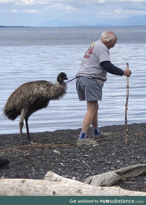 This old man walking an emu